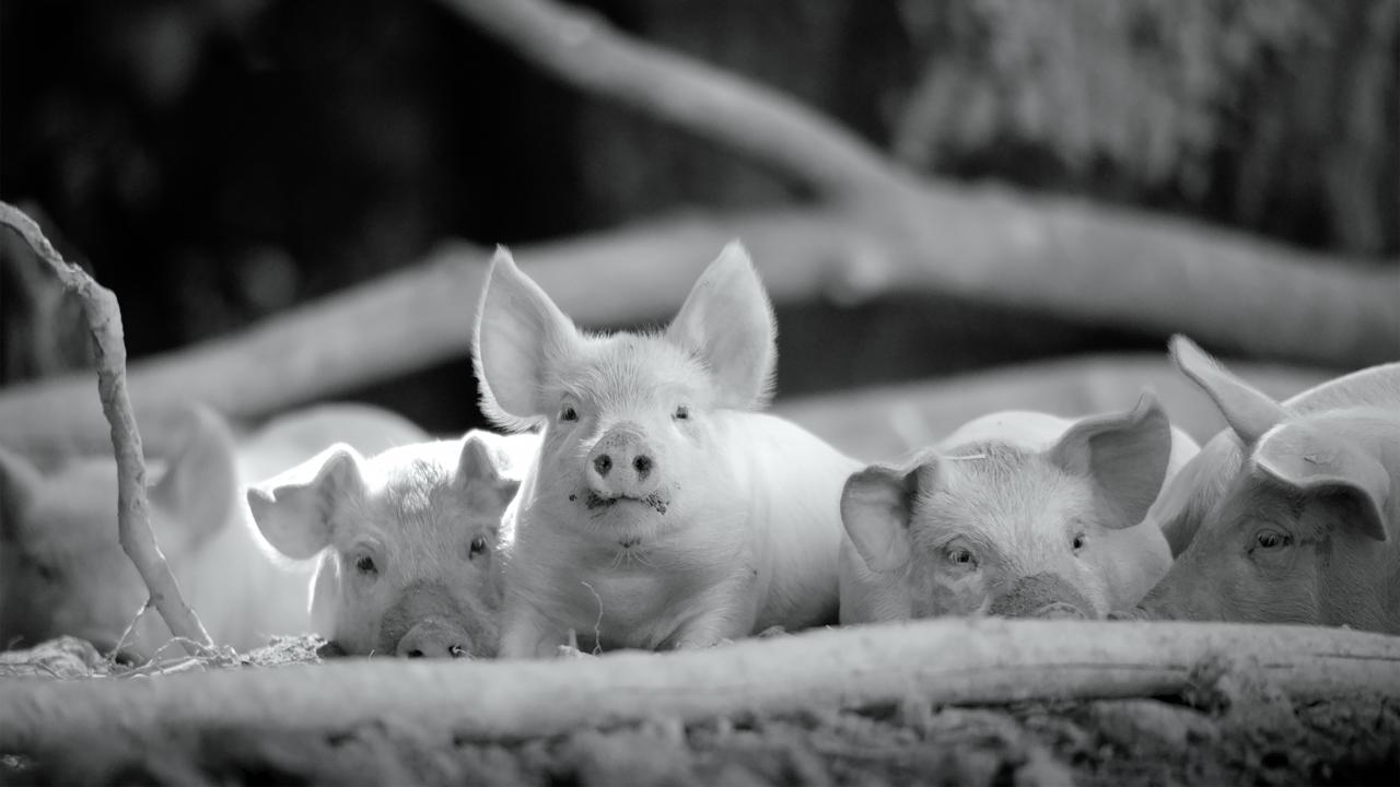 Fünf Ferkel stehen in der Reihe und gucken zur Kamera