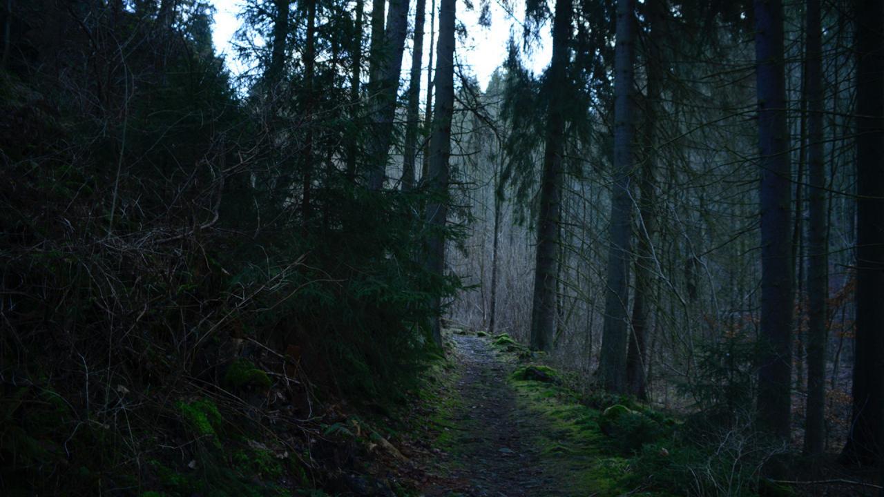 Waldweg bei Dämmerung, umgeben von hohen, dunklen Bäumen und dichtem Unterholz, grüne Moose am Boden.