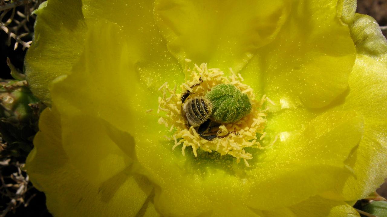 More than Honey, Szenenbild: Honigbiene mit Blumenstaub bei der Arbeit in einer gelben Blume