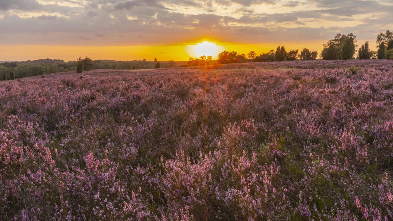 Heimat Natur, Szenenbild: Sonnenuntergang in der Lünebürger Heide