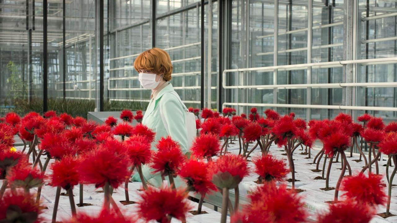 Little Joe - Glück ist ein Geschäft, Szenenbild:Forscherin im Gewächshaus inmitten von roten Blumen 