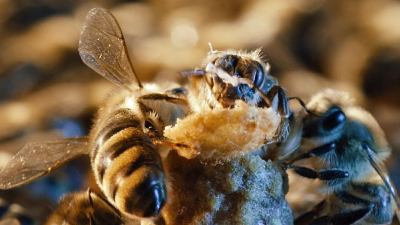 "More than Honey": Die Geburt der Königin (Foto: Senator Filmverleih)