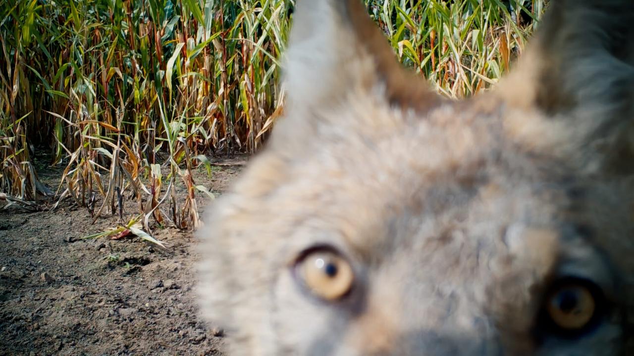 Szenenbild aus dem Dokumentarfilm "Im Land der Wölfe": Extreme Großaufnahme eines Wolfes, der direkt in die Kamera blickt.