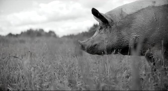 Gunda, Screenshot: Schwarz-Weiß-Totale des Schweins Gunda, das ruhig am rechten Bildrand steht. Nur ihr Kopf und ihre Schultern sind zu sehen.