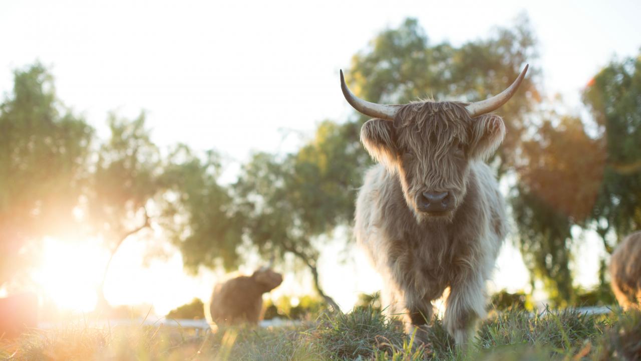 Nahaufnahme eines weißen Rinds mit langen Haaren und Hörner auf einen Feld im Gegenlicht des Sonnenaufgangs