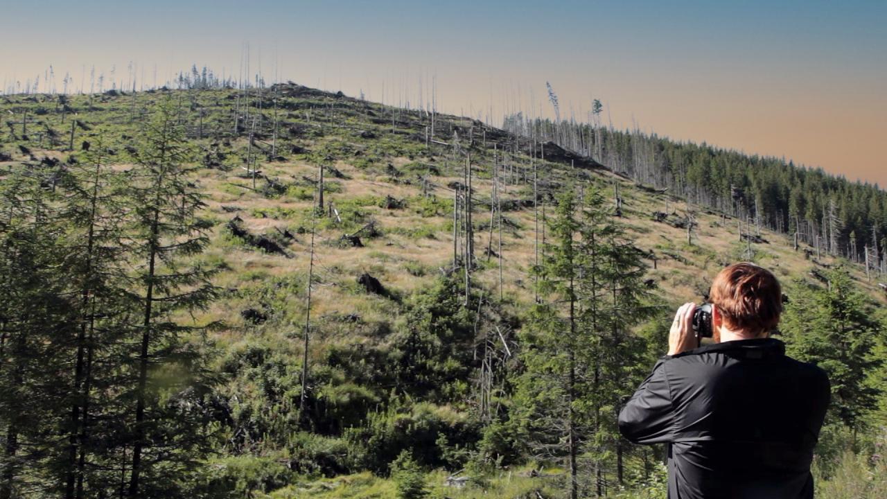 Szenenbild aus dem Dokumentarfilm "Wood – Der geraubte Wald": Totale eines abgewaldeten Hügels. Am rechten Bildrand steht ein Mann und schaut mit einem Fernglas in Richtung Hügel.