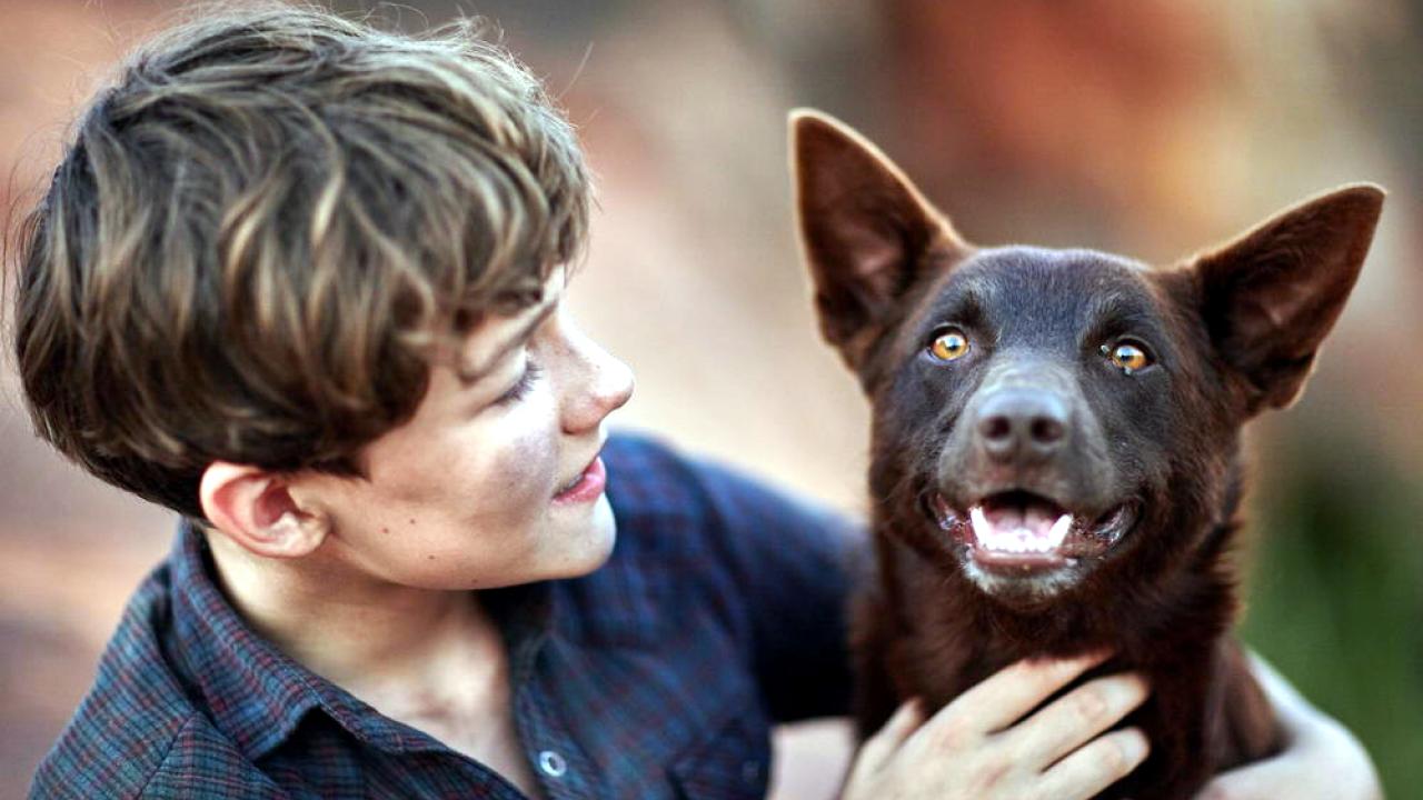 Szenenbild aus dem Film "Red Dog – Mein treuer Freund": Nahaufnahme eines Jungen, der einen Hund im Arm hält und ihn anschaut.