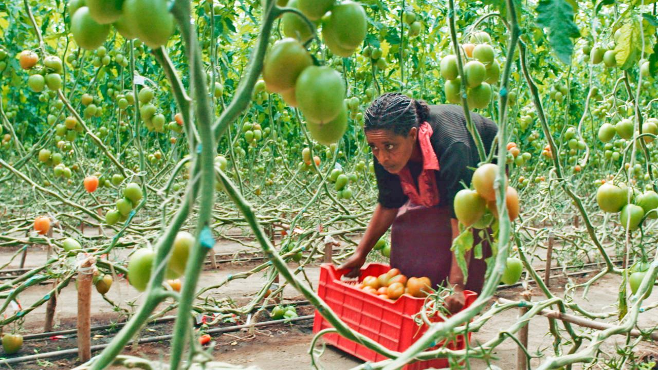 Frau erntet Tomaten in einem Gewächshaus, rote Kiste mit reifen Tomaten. Dichte grüne Pflanzen im Hintergrund.