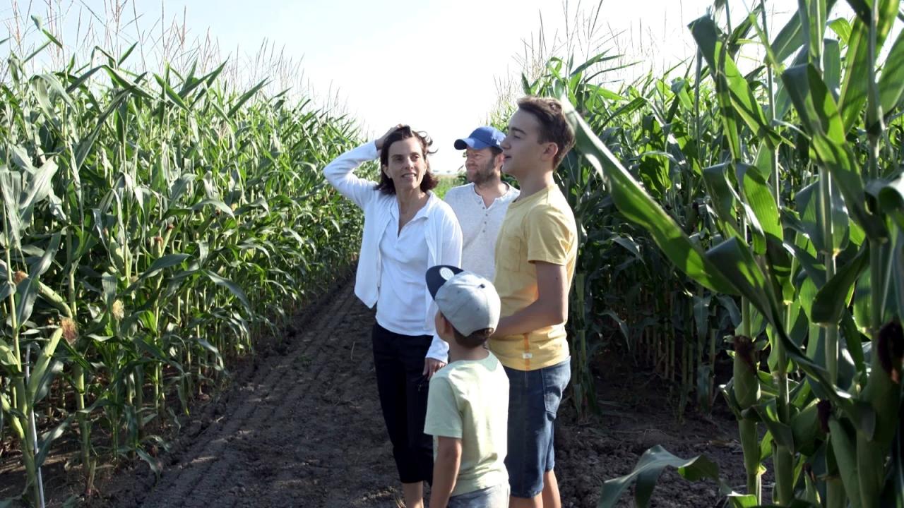 Szennebild aus dem Dokumentarffilm "Anders essen – Das Experiment": Eine Familie steht in einem Maisfeld.