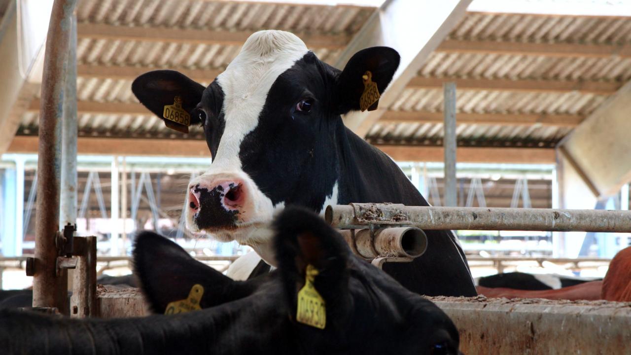 Szenenbild aus dem Dokumentarfilm "Das System Milch": eine Kuh in einem Stall