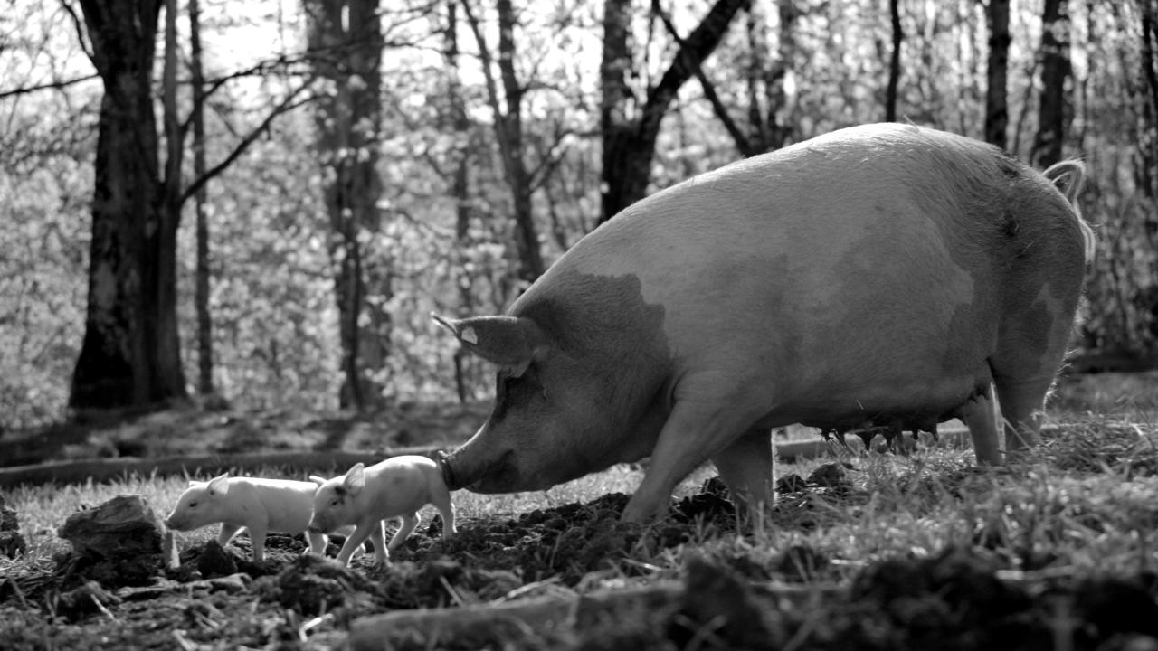 Szenenbild aus dem Dokumentarfilm "Gunda": Schwarz-Weiß-Aufnahme der Sau Gunde, die mit Ferkeln auf einer Wiese läuft