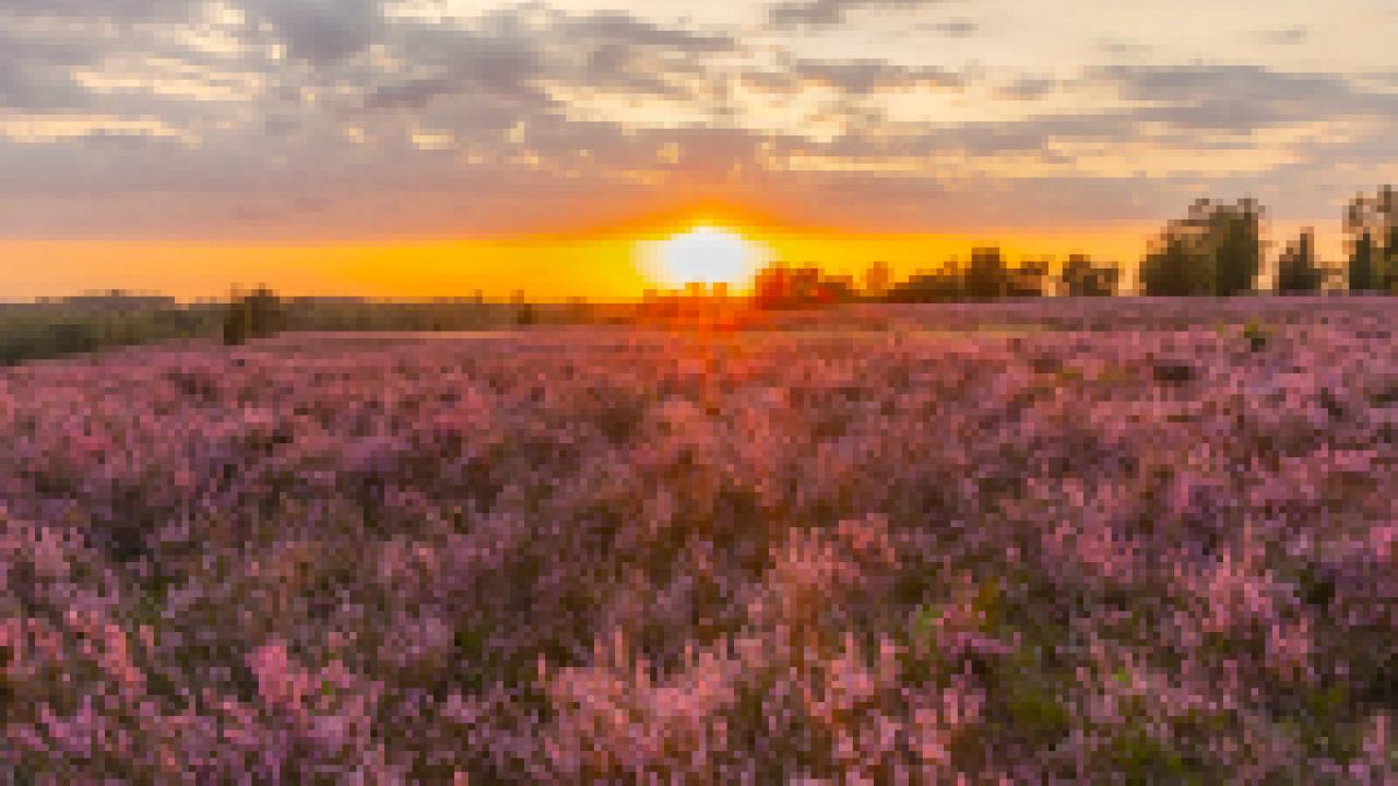 Heimat Natur, Szenenbild: Sonnenuntergang in der Lünebürger Heide