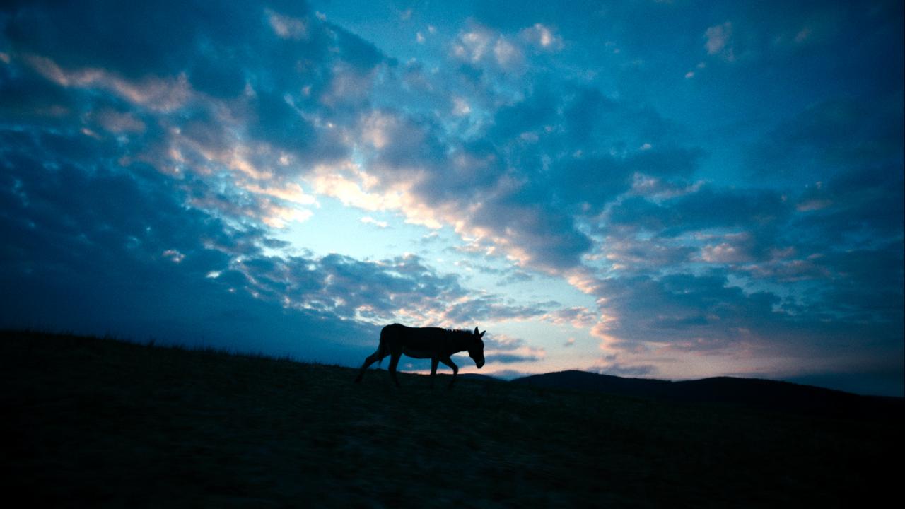 EO, Szennebild: Totale: Ein Esel, nur als Silhouette erkennbar, läuft in der Abenddämmerung auf einem Hügel von links nach rechts.