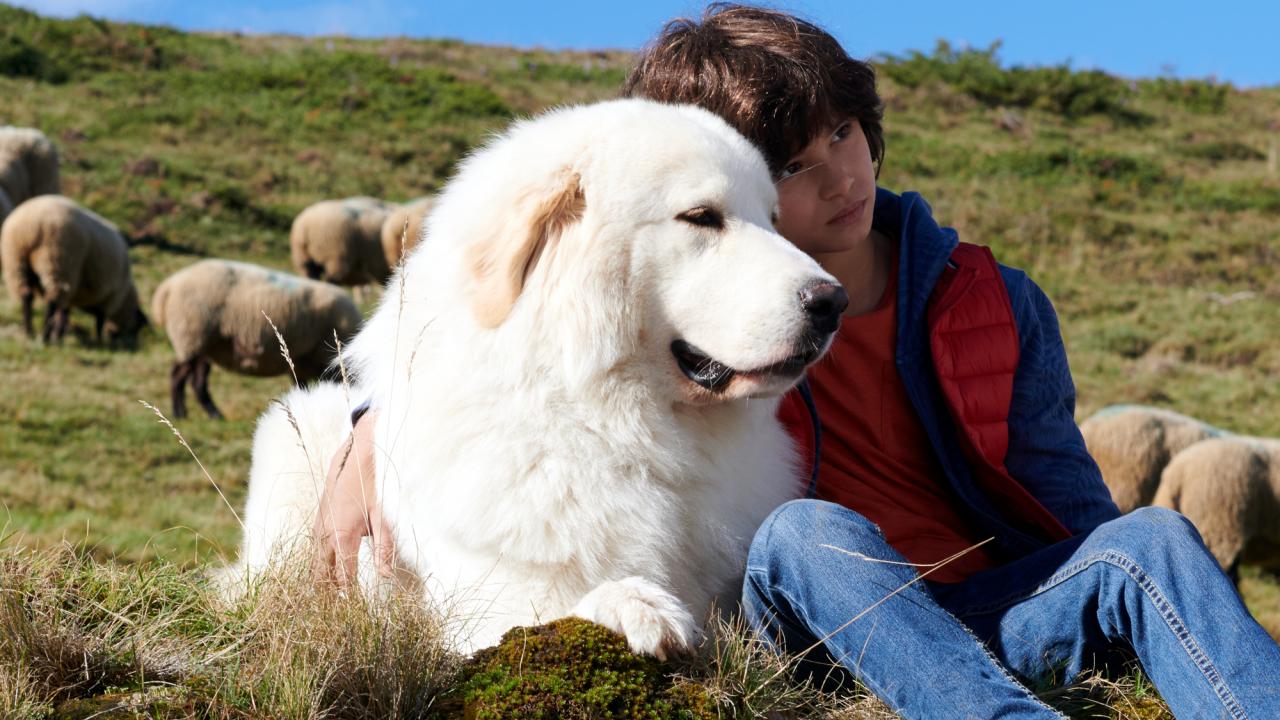 Belle und Sebastian - Ein Sommer voller Abenteuer, Szenenbild: Ein großer weißer Hund und ein Junge schmiegen sich auf einer Wiese  aneinander, während im Hintergrund Schafe weiden