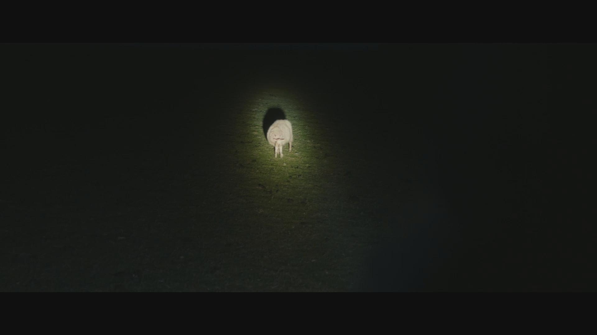 Filmstill aus dem Drama THE OUTRUN: Ein Schaf steht nachts auf einem Feld und wird vom Licht einer Taschenlampe angleuchtet.