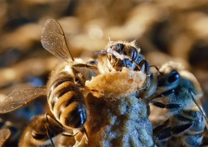 "More than Honey": Die Geburt der Königin (Foto: Senator Filmverleih)