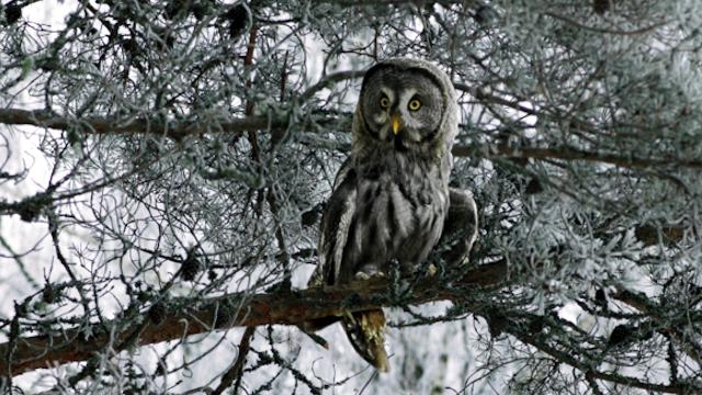 Weihnachten im Zaubereulenwald, Szenenbild: Halbtotale: Ein Bartkauz sitzt auf einem Ast.