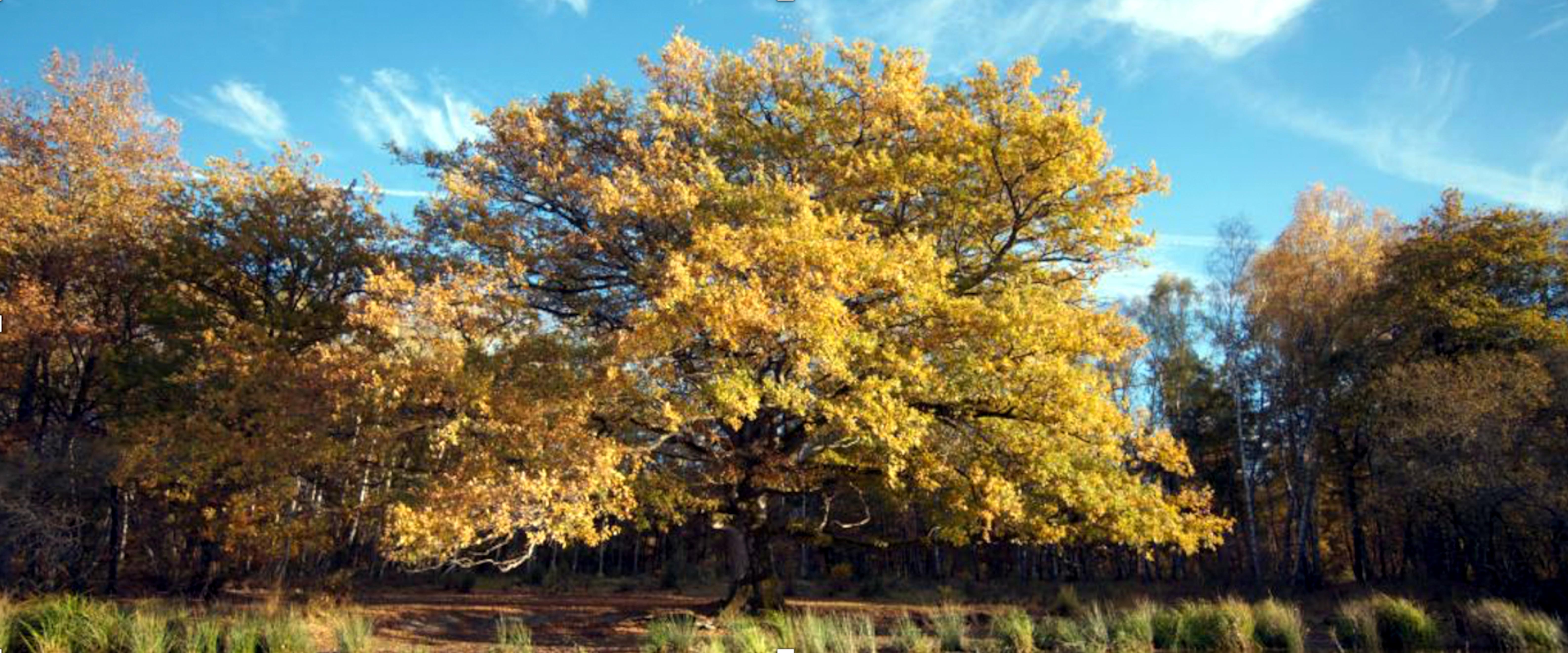 Die Eiche – Mein Zuhause, Szenenbild: In einer Totale: eine große Eiche mit herbstlichen Laub